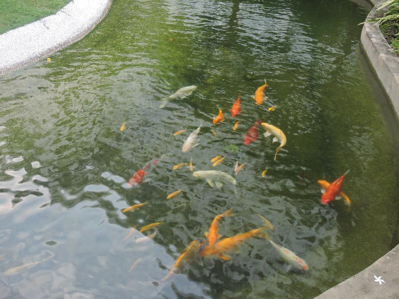 Hotel The Millen Penang, Autograph Collection George Town Esterno foto Koi in a pond