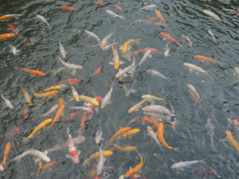 Hotel The Millen Penang, Autograph Collection George Town Esterno foto Goldfish